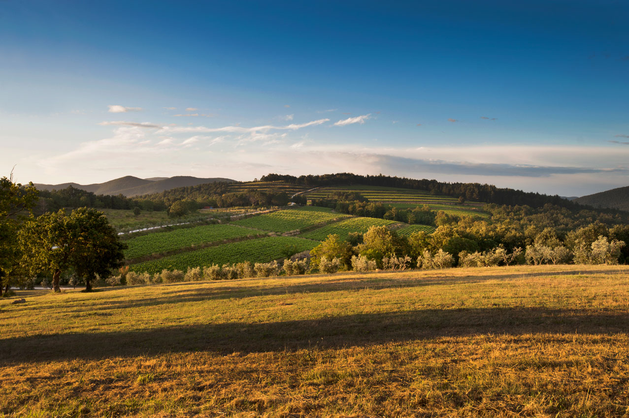 Tenuta Sette Cieli — foto 8